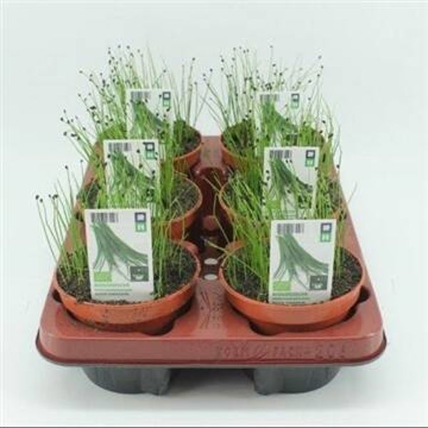Bio Bieslook, Knoflookbieslook