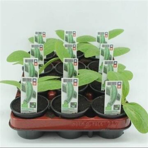 Bio Courgette