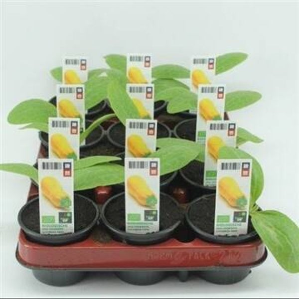 Bio Courgette Geel