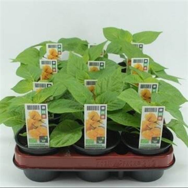 Bio Peper, Surinaamse Peper Geel
