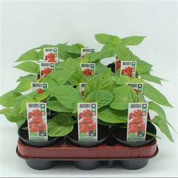 Bio Peper, Surinaamse Peper Rood