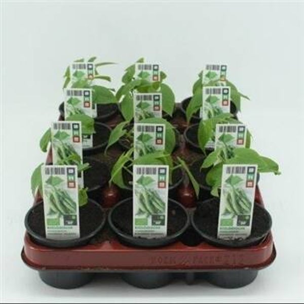 Bio Stamslaboon