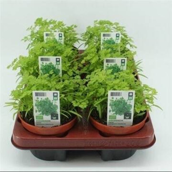 Bio Kervel