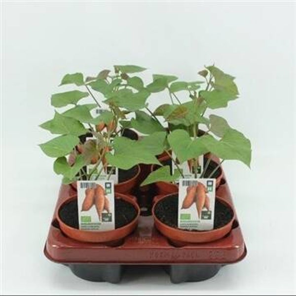 Bio Zoete Aardappel oranje