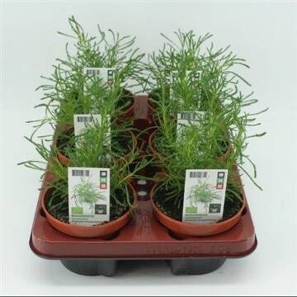 Bio Olijvenkruid