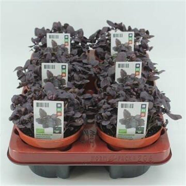 Bio Basilicum Rood