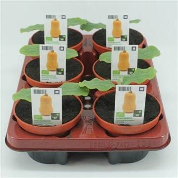 Bio Pompoen, Butternut