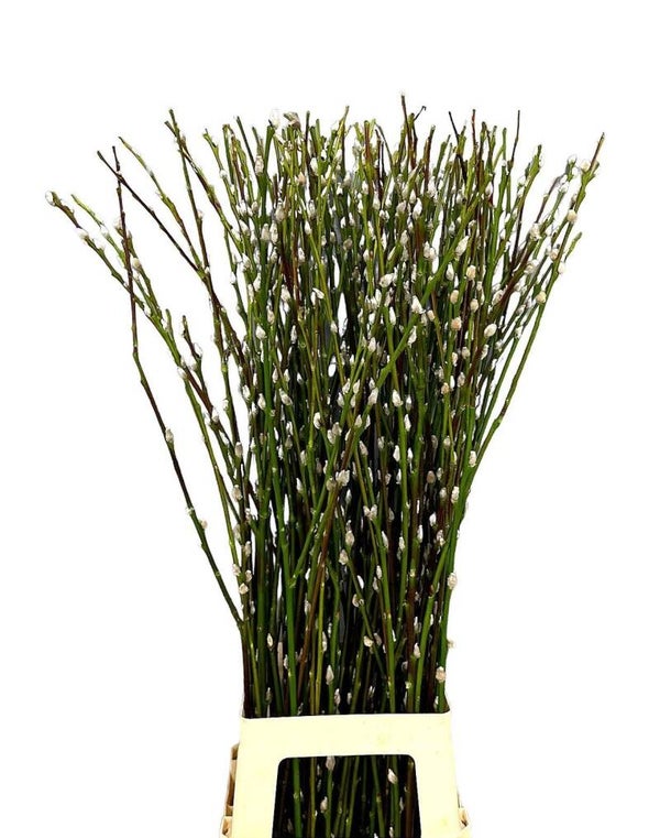 Salix katjes hand bosje