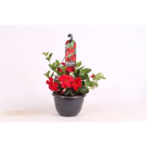 Mandevilla Pot 25cm Hangpot Red