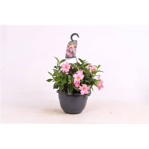 Mandevilla Pot 25cm Hangpot Pink