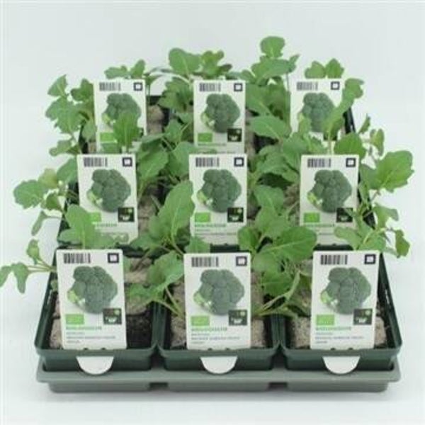 Bio Kool, Broccoli