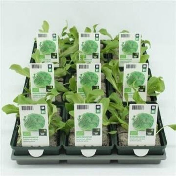 Bio Sla, IJsbergsla Groen
