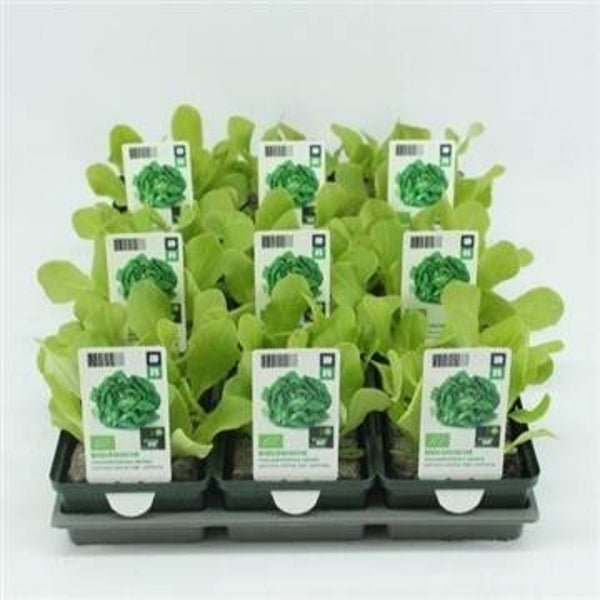 Bio Sla, Vollegrondsla Groen