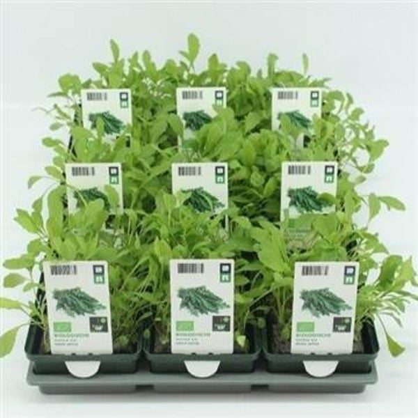 Bio Rucola Sla