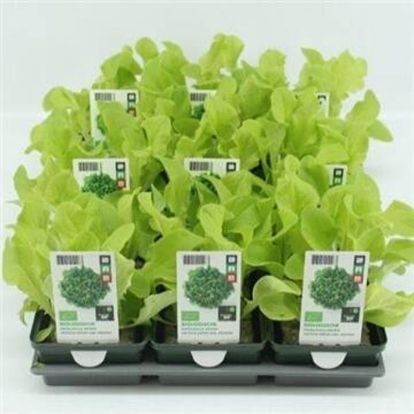 Bio Sla, Eikenbladsla Groen