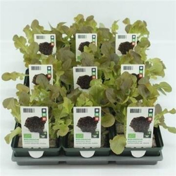Bio Sla, Eikenbladsla Rood