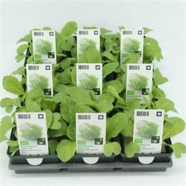 Bio Kool, Chinese kool