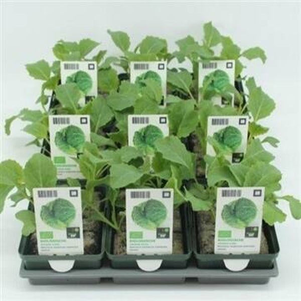 Bio Kool, Groene kool