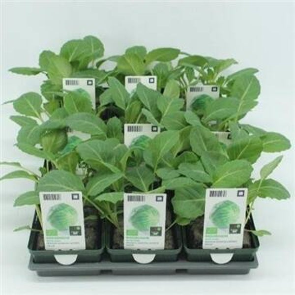 Bio Kool, Witte kool