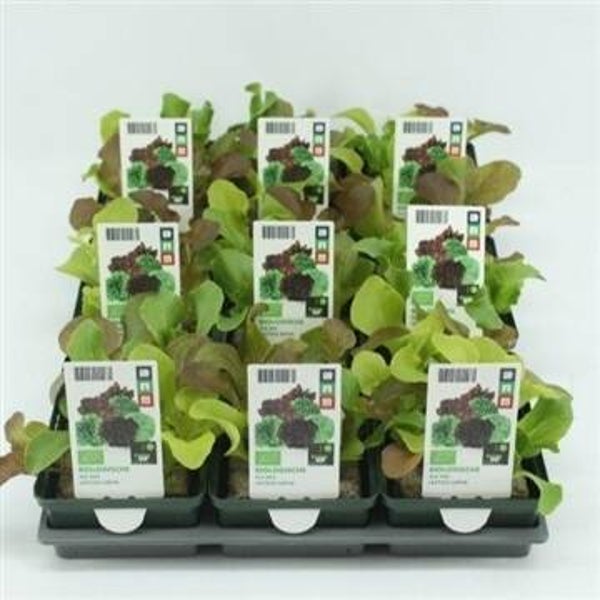Bio Sla, Sla mix