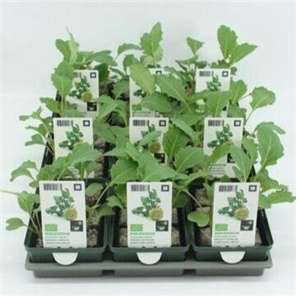 Bio Kool, Koolrabi Groot