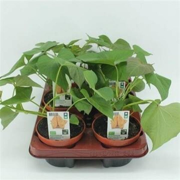 BIO Zoete aardappel wit