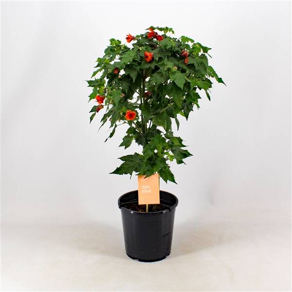Abutilon Red Trumpet stam