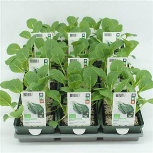 Bio Kool, Paksoy