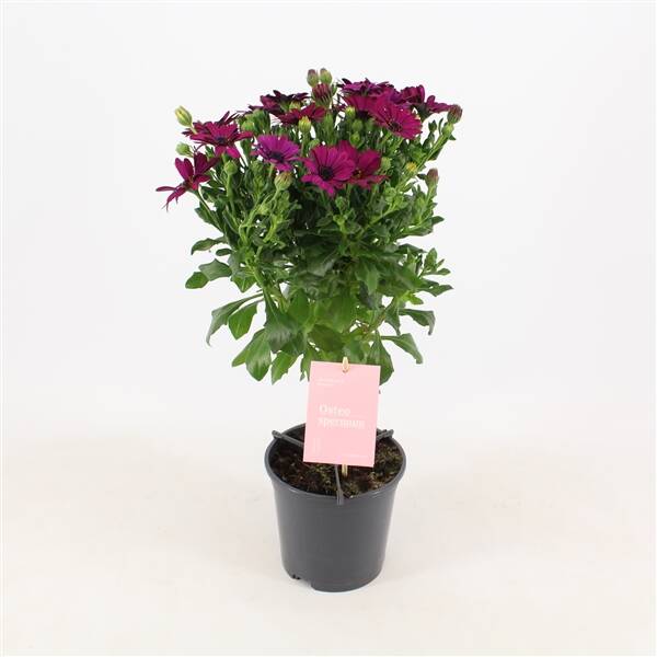 Osteospermum stam paars