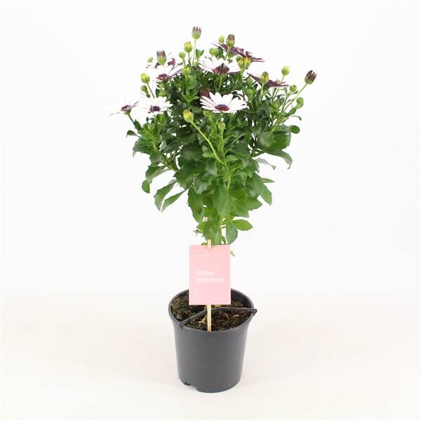 Osteospermum stam wit