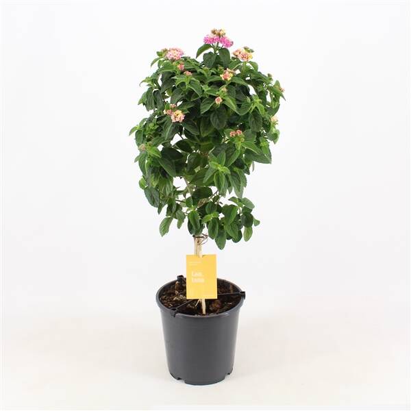 Lantana stam roze