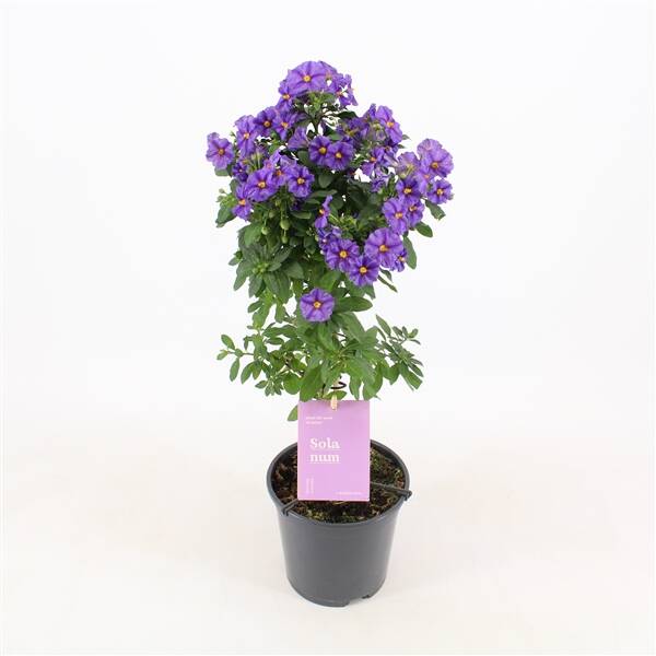 Solanum Rantonnetii stam