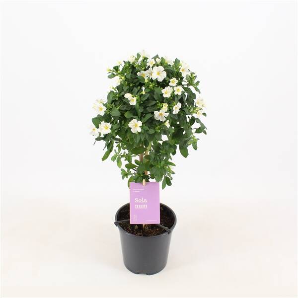 Solanum White Charles stam
