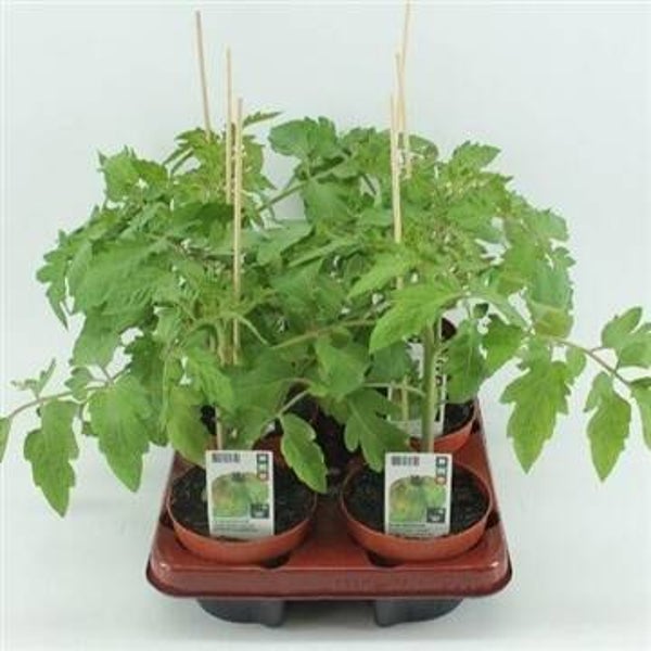 Bio Tomaat, Green Zebra Tomaat