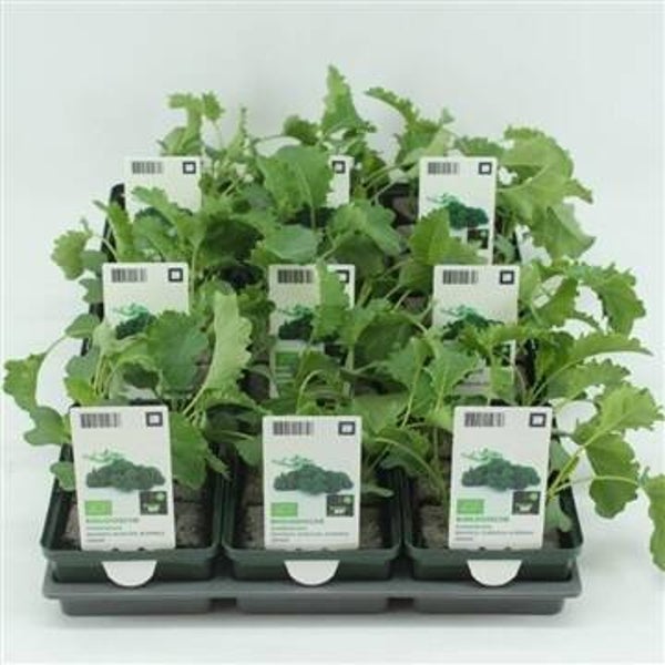 Bio Kool, Boerenkool