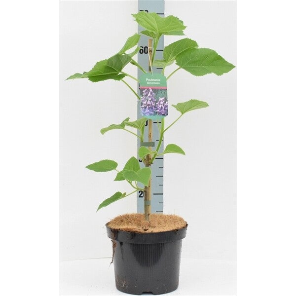 Paulownia tomentosa