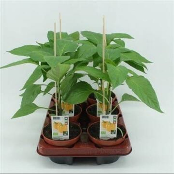 Bio Paprika Geel (12 cm)