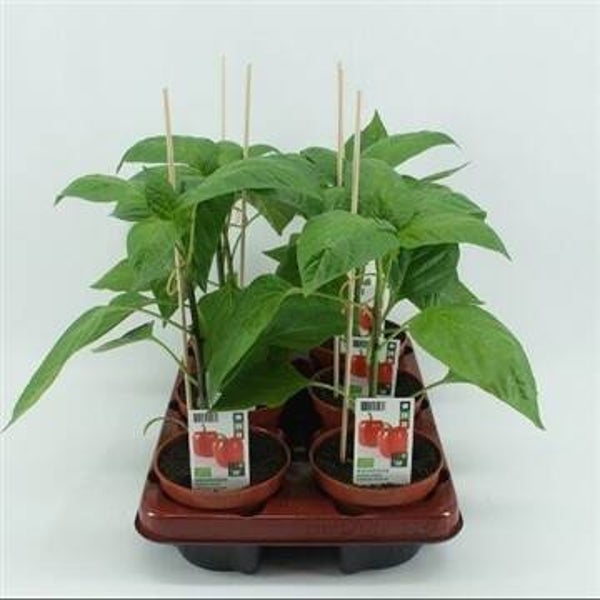 Bio Paprika Rood (12 cm)