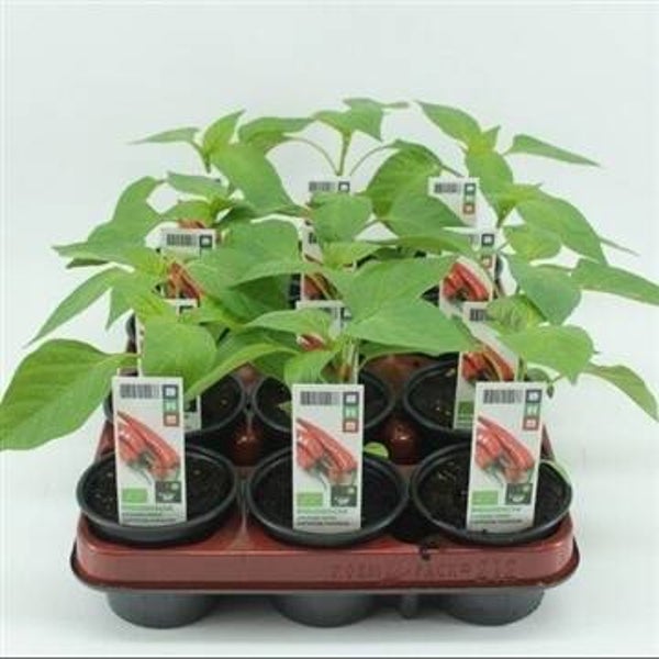 Bio Peper, Spaanse Peper