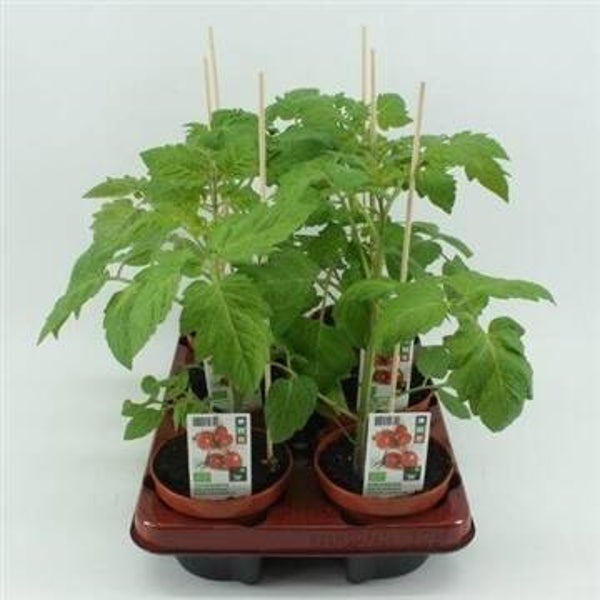 Bio Tomaat, Mini pruimtomaat (12 cm pot)