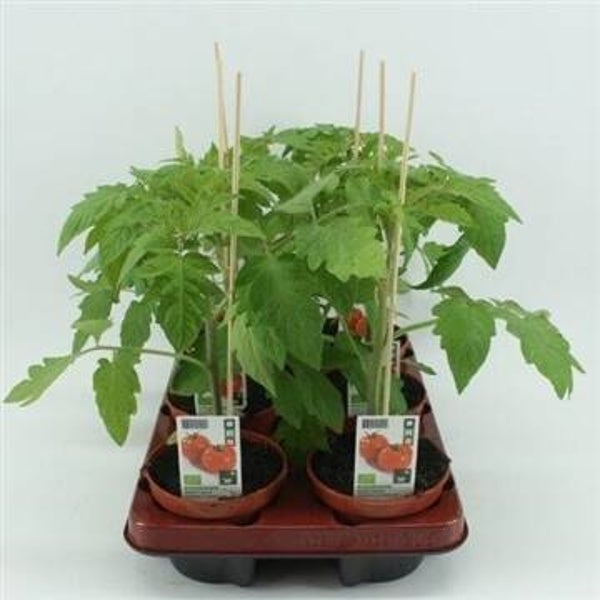 Bio Tomaat, Ronde tomaat (12 cm pot)