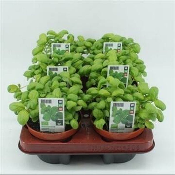 Bio Basilicum