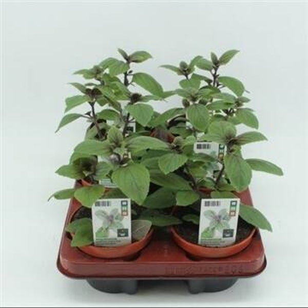 Bio Basilicum Magic Blue