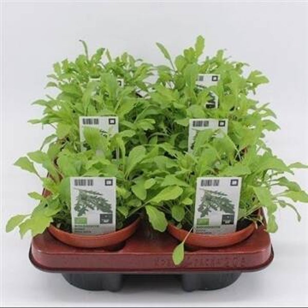 Bio Rucola