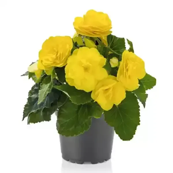 Begonia