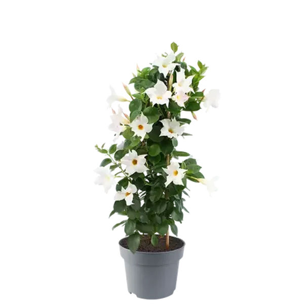 Sundaville pot19 hoogte 75cm