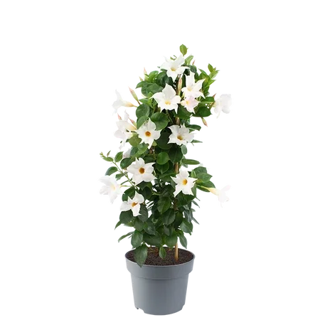 Sundaville pot19 hoogte 75cm