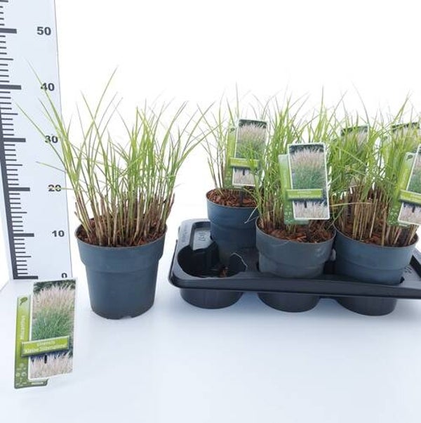 Miscanthus zonde. 'Kleine Silberspinne'