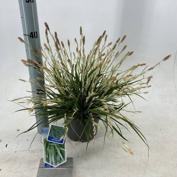 Carex morgenii