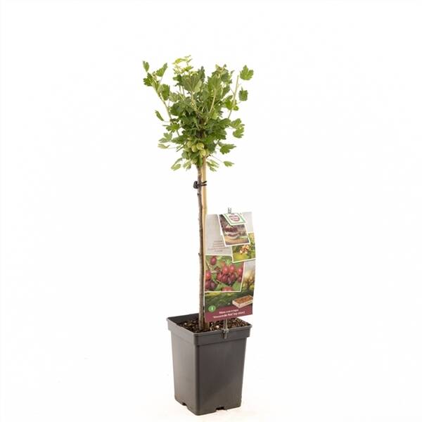 Ribes uva-cr. Hinnonm?ki R?d stam Rode kruisbes
